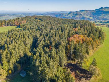 Kırsal alanda orman manzarası