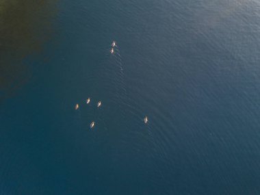 Su yüzeyinde yüzen ördeklerin havadan görünüşü