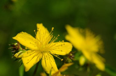 Alternatif tıp bitkisel bitki. St John 's-wort çiçeğini (Hypericum perforatum) sığ alan derinliği ve bokeh etkisi ile yakın görüntüde delin.