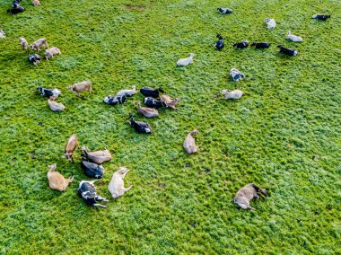 İsviçre 'deki yeşil çayır üzerindeki sığır sürüsünün havadan görünüşü