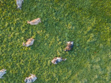 İsviçre 'deki yeşil çayır üzerindeki sığır sürüsünün havadan görünüşü