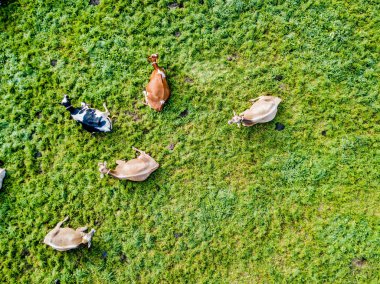 Aerial view of flock of cattle on green meadow in Switzerland clipart