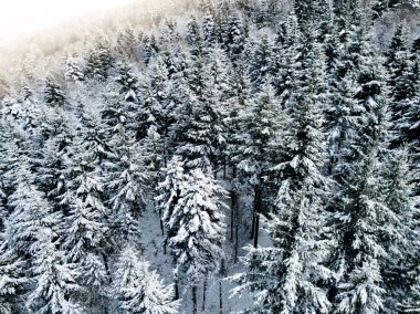 Kardaki köknar ağaçlarının hava manzarası kışı kaplamıştı.