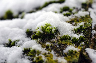 Karla kaplı yosun ve liken