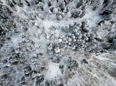 Kardaki köknar ağaçlarının hava manzarası kışı kaplamıştı.