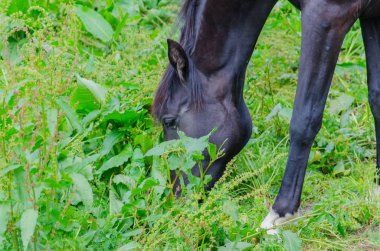 Yeşil otlaktaki inek manzarası.