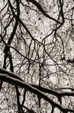 Ağaçtaki ağaç dalları arasından bak