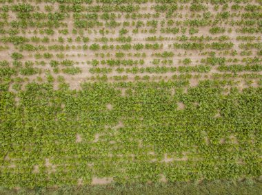 Bitki yetiştirme alanında yetişmiş genç bitkilerin hava manzarası 