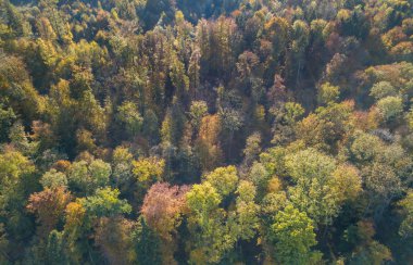 Sonbaharda sarı ağaçlarının havadan görünümü