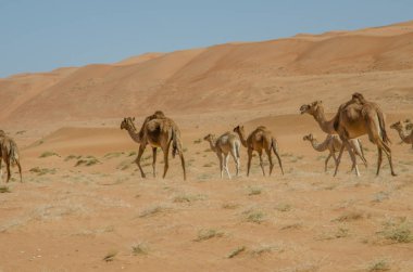 Umman 'daki Wahiba çölünde yürüyen develer.
