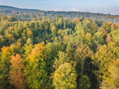 Kırsal alanda orman manzarası