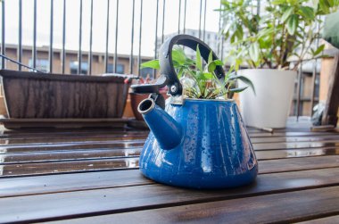 İçinde yeşil bitki olan eski mavi çaydanlık. Tahta balkonda çaydanlık