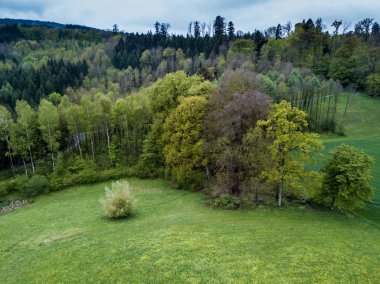 Akşam ışığında yeşil ormanın havadan görünüşü