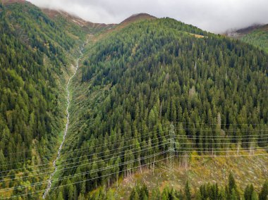 Kırsal alanda orman manzarası