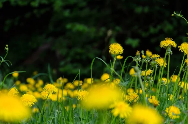 Żółty Kwiat Mniszka Lekarskiego Wiosną Bujnym Zielonym Polu — Zdjęcie stockowe
