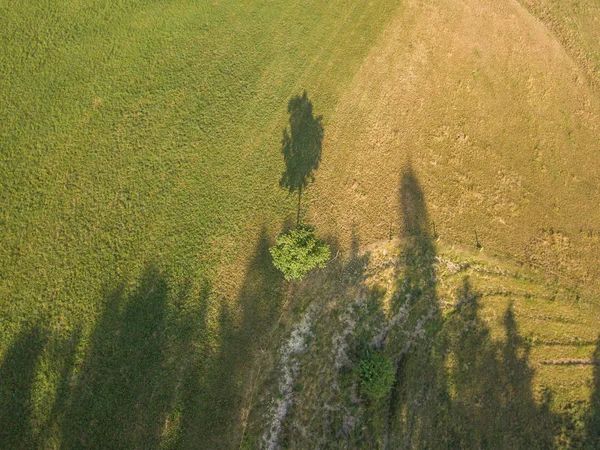 Akşam Işığında Yeşil Ormanın Havadan Görünüşü — Stok fotoğraf