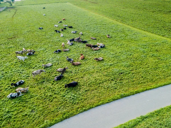 Aerial View Flock Cattle Green Meadow Switzerland — 스톡 사진