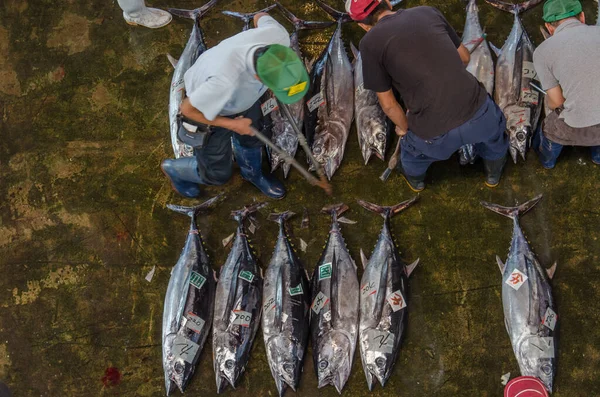 マグロで日本の魚市場を俯瞰 — ストック写真