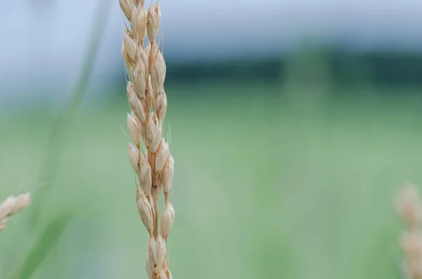 Trigo Cereales Primera Vista Con Poca Profundidad Campo Detalle Los — Foto de Stock