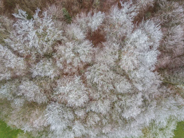 Luftaufnahme Von Bäumen Die Kalten Wintertagen Mit Raureif Bedeckt Sind — Stockfoto