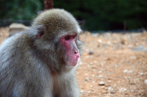 Japanese macaque monkey in Kyoto