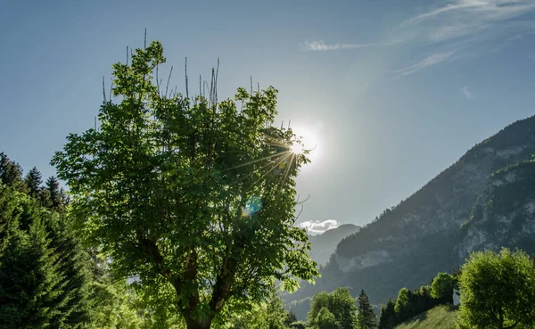Matahari Bersinar Melalui Pohon Hijau Yang Subur Depan Langit Biru — Stok Foto