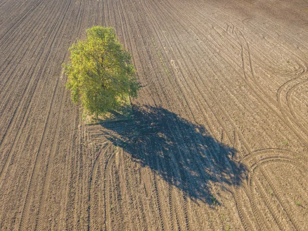 Aerial View Isolated Green Tree Dirt Field — 스톡 사진