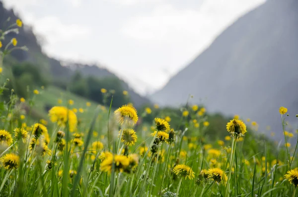 Floare Păpădie Galbenă Primăvara Câmp Verde Luxuriant — Fotografie de stoc gratuită
