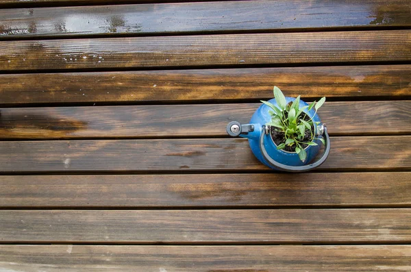 Tetera Azul Vieja Con Planta Verde Ella Tetera Balcón Madera —  Fotos de Stock