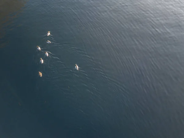 Вид Воздуха Уток Плавающих Поверхности Воды — стоковое фото