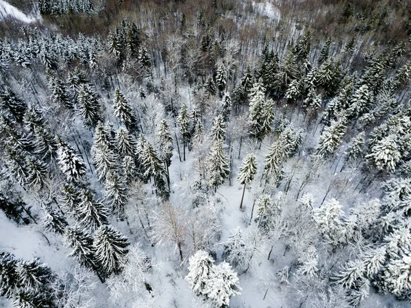 Flygfoto Snötäckta Granar — Stockfoto