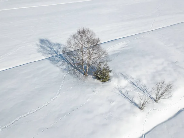 Aerial View Single Isolated Tree Snow Covered Meadow — 스톡 사진