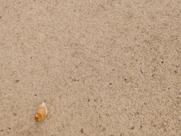 Kapalı Kapılar Ardında Tavuk Manzarası Kahverengi Toprak — Stok fotoğraf