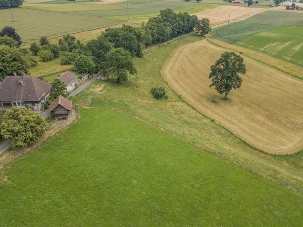 Aerial View Single Tree Agricultural Field — Stock Photo, Image