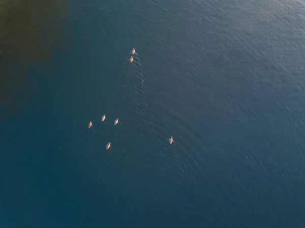 Luftaufnahme Von Enten Die Auf Der Wasseroberfläche Treiben — Stockfoto