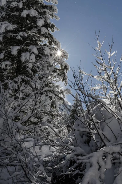 Vista Aérea Vale Remoto Alpes Suíços Com Abetos Cobertos Neve — Fotografia de Stock