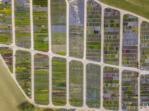 Vue Aérienne Rangées Jeunes Plants Cultivés Pépinière — Photo