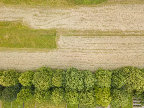 Antenne Der Baumreihe Auf Dem Friedhof — Stockfoto