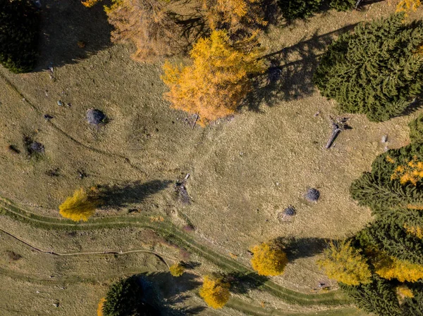 Vista Aérea Árvores Amarelas Outono — Fotografia de Stock