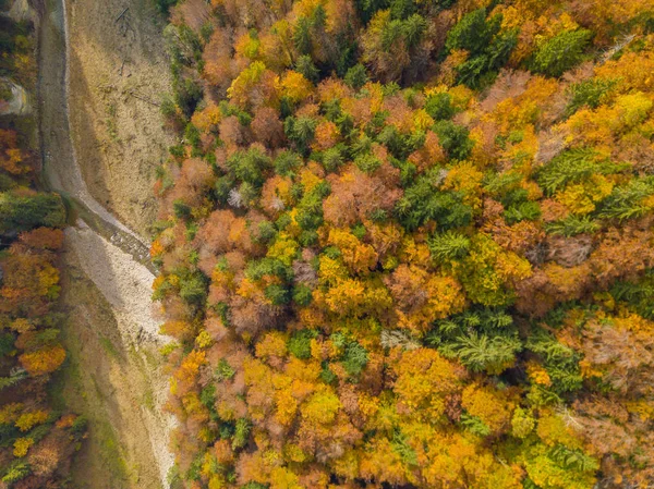 Aerial View Yellow Trees Autumn — Stock Photo, Image