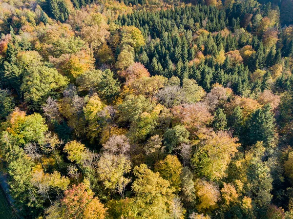 Вид Воздуха Желтые Деревья Осенью — стоковое фото
