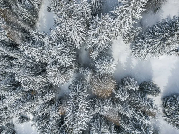 雪に覆われたモミの木の空中風景 — ストック写真