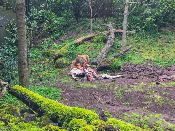Лев Харчується Зеброю Всередині Зелених Дерев Харчування Тварин — стокове фото