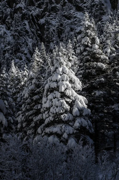 雪の中でモミの木の空中ビュー屋根付きの冬の風景 — ストック写真