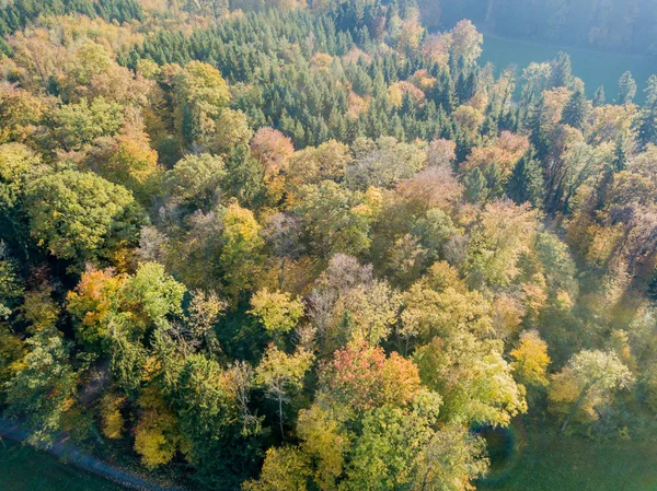 Veduta Aerea Degli Alberi Gialli Autunno — Foto Stock