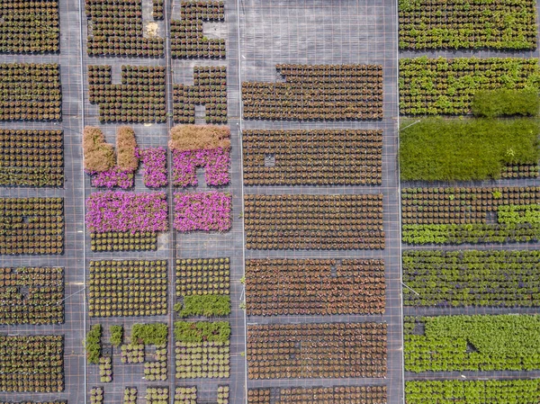 Vista Aérea Hileras Plantas Jóvenes Cultivadas Vivero Plantas —  Fotos de Stock