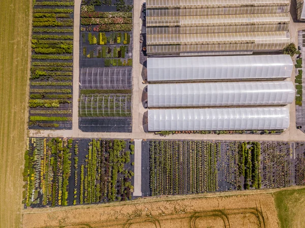 Vue Aérienne Rangées Jeunes Plants Cultivés Pépinière — Photo