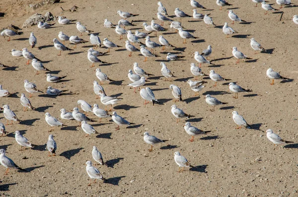 Large group of birds on sandy beach