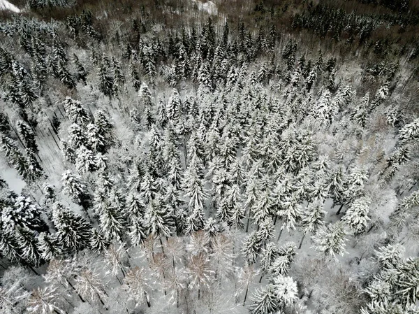 Nehir Kıyısının Havadan Görünüşü Ormanı Sakin Bir Manzarayla Kapladı — Stok fotoğraf