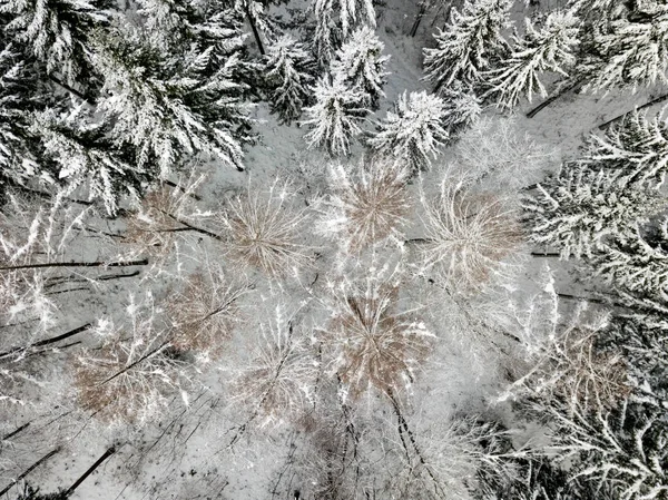 Vista Aérea Abetos Neve Coberto Paisagem Inverno — Fotografia de Stock